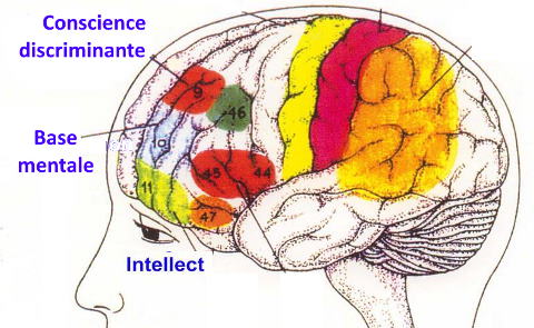 Mental de l'homme ordinaire image 1